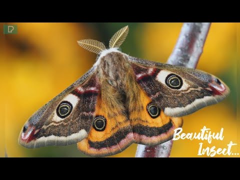 beautiful Insect in the world | Insect photos | Nature Short & Video HD (1080p)