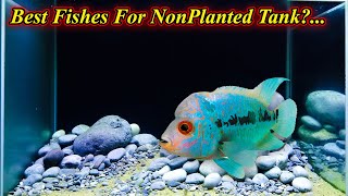 The Best Fishes To Keep In Non Planted Aquarium Tank?. Is Plants Necessary?... / Fish Aquarium Tamil