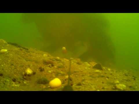 Unterwasseraufnahmen Karpfenangeln mit Tigernüssen und Mais