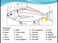 Nama Nama Ikan Hias Dan Ciri Ciri Morfologi