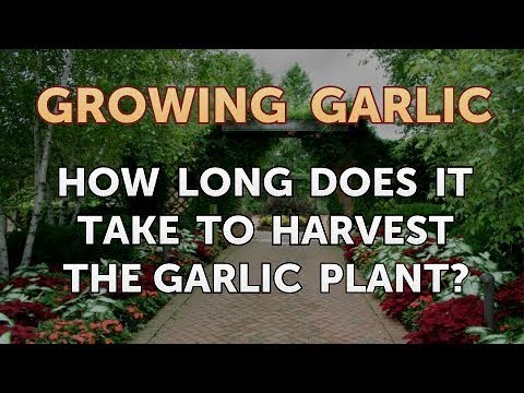 How Often Should I Water Garlic Plants