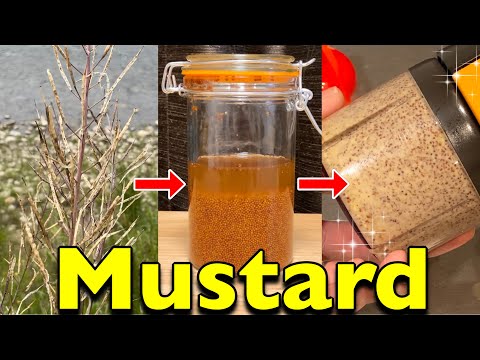 ブラックマスタード 植物