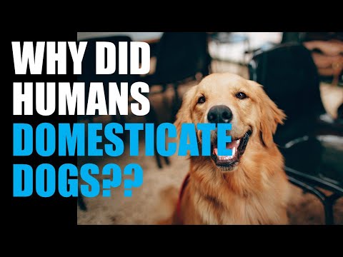Why Did Humans Domesticate Dogs?
