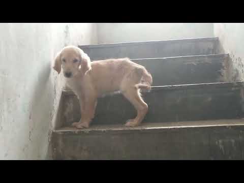 adoption golden retriever female puppy for adoption in Hetvee pet.s