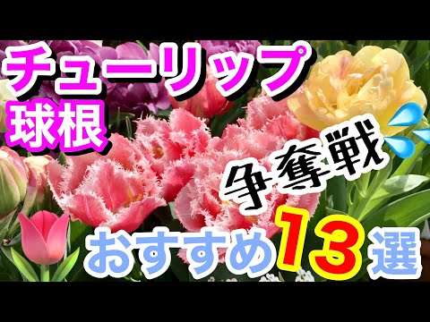 チューリップ: これらの品種は特に長命です 庭の練習