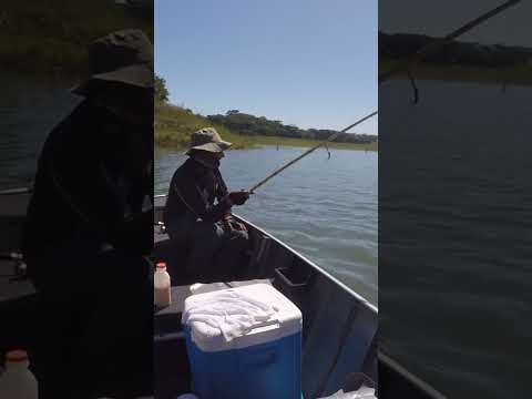 PIAU na linha na varinha de bambu  #fishing #pescaria #pescacombambu