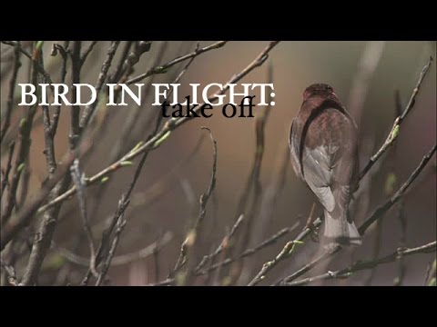 Bird Taking Off (Slow Motion)