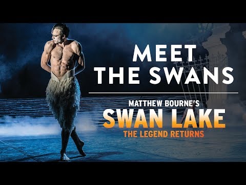 Meet the Swans
