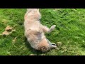 Roll Wmv