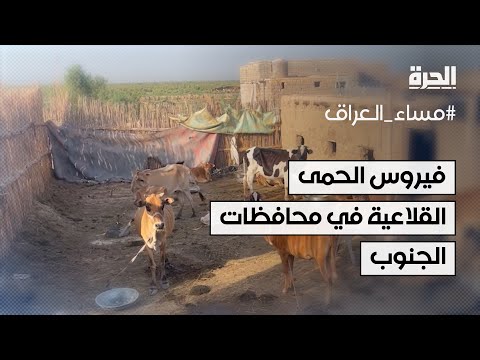 فيديو | تسجيل إصابات جديدة بفيروس الحمى القلاعية في محافظات الجنوب