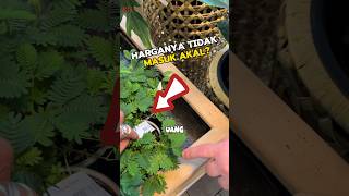 Download lagu Mahalnya Tanaman Putri Malu di Swis😱 mp3