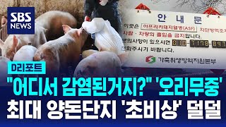 \ 어디서 감염된거지?\ '오리무중'…최대 양돈단지 '초비상' 덜덜 / SBS / #D리포트