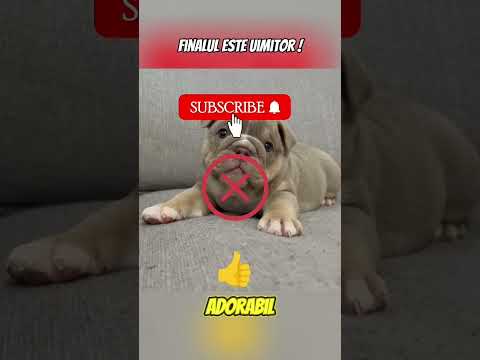 An Unexpected Ending! #curiosities #shorts #trending #emotional