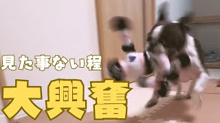 新しいおもちゃ買ってあげたら大変だった💦