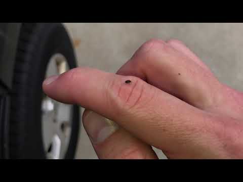 image-What are these little tiny black bugs?
