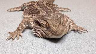 "Hypocalcemic seizures in a beardie with MBD"