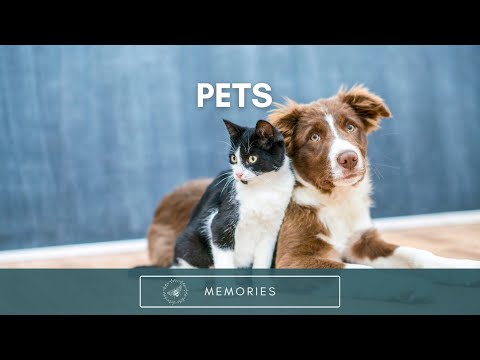Pet Memories — A Heartwarming 5-Minute Reminiscing Activity Video for Seniors