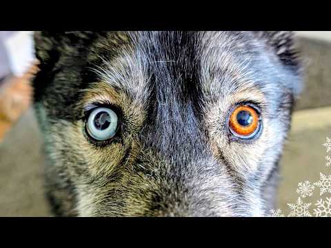 Gone to the Snow Dogs and 2 more