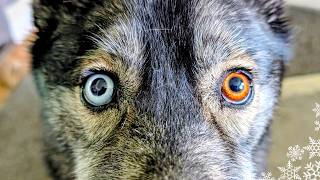 Is My Dog's Blue Eye a Health RISK? Husky Heterochromia | Fan Friday