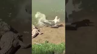 ⛔️Cocodrilo al ataque🐊 #cocodrilo #pollo #cocodrilos #comida #alvarodelinares #shorts #pollachi