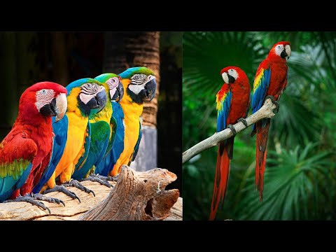 Colorful Macaw Parrots-Stunning Birds in 4K 🐦-Macaw bird-Parrots Majestic Birds Nature Documentary