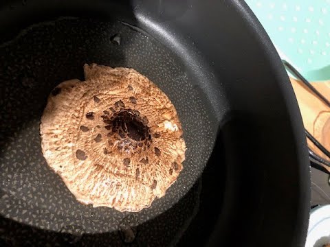 Parasol/Riesenschirmpilz gebraten