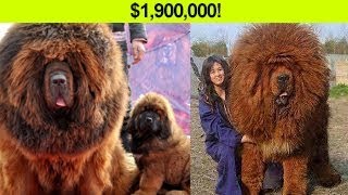 11 EXPENSIVE Dogs that Cost more than a HOUSE!!