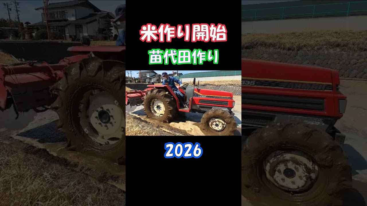 畑で苗代田作り　चावल के पौधे की खेती