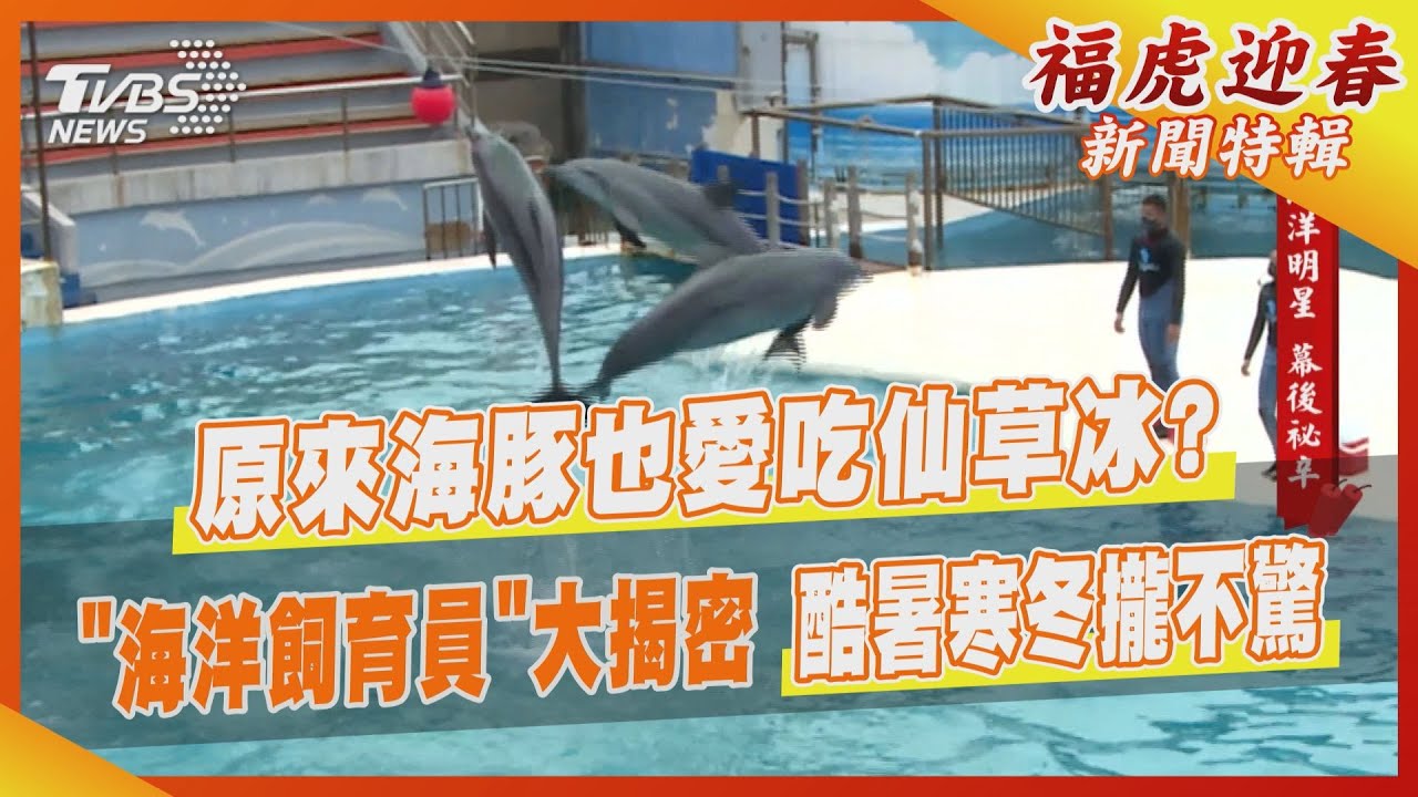 原來海豚也愛吃仙草冰?「海洋飼育員」大揭密 酷暑寒冬攏不驚