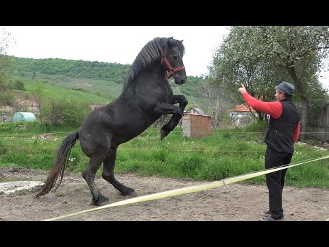 Caii lui Stelica de la Jichisu de Jos, Cluj - 2022 Nou!!!