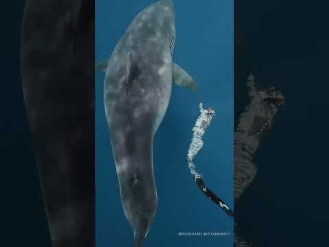 Largest Great White ever recorded ‼️🤩 *I am a professional. Do not attempt. #greatwhite #shark