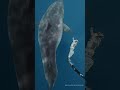 Largest Great White Ever Recorded ️ I Am A Professional Do Not Attempt Greatwhite Shark