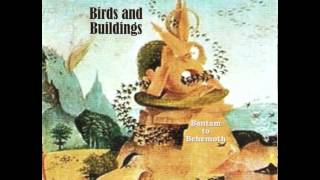 Birds and Building-Birds Flying Into Buildings