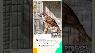 Download lagu Suara Burung Gereja Tarung Gacor Panjang Untuk Pancingan Atau Pikat mp3