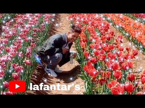 con**om flowers in garden 🧐 x Lubricants of bamboo 💧👀