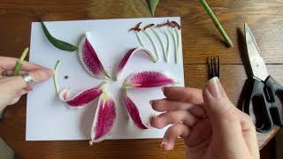 Flower Dissection with Emily
