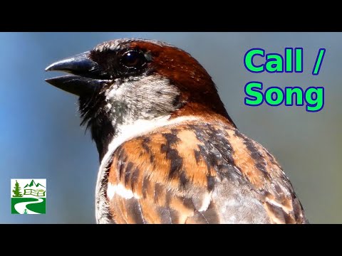 House sparrow call / song / sound | Bird