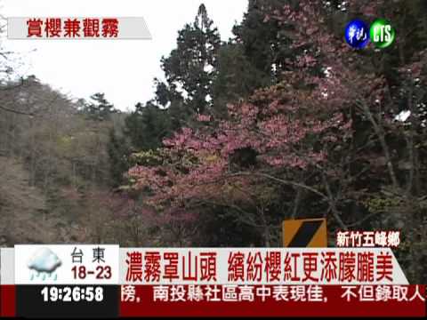 70年櫻花樹盛開 觀霧山景美如畫