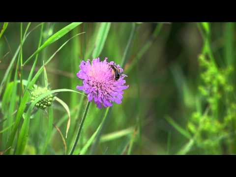 Blåhatjordbi - v. Morten DD