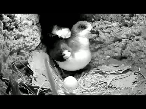 Bermuda Cahow Cam | Good News Soon, Egg is about to hatch | 25.02.2022
