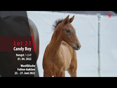 Fohlen-Auktion Lot 21 Candy Boy Hengst v. Cornado I - Stakkato