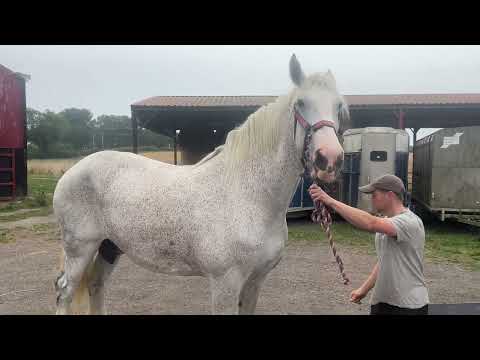 Welcome to a new arrival at Cannon Hall Farm