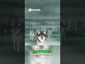 Nazi Animal Rights The Dark Truth Behind Hitler S Laws