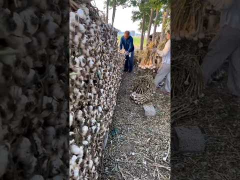 #shorts #agriculture #farming2024 #satisfying #machine #shot #EliteShortsUnleashed #4828