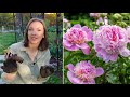 Peony Growing Guide!!! How to Plant, Grow, Harvest, Divide, & Transplant Peonies