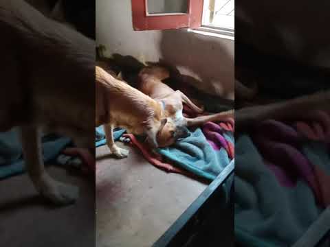 A fight of existence for the paws