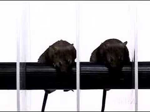 The Science of Transgenic Technology Part 1 of 2