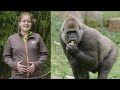 Gorilla en verzorgster Daniëlle zijn tegelijkertijd zwanger