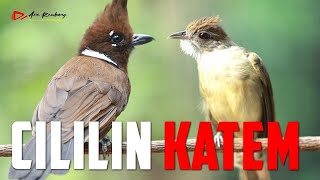 Download lagu MASTERAN KAPAS TEMBAK VS CILILIN GACOR mp3 Download lagu MASTERAN KAPAS TEMBAK VS CILILIN GACOR mp3