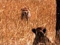 Cheetah Cubs Look For Their Mother Little Big Cat BBC Earth